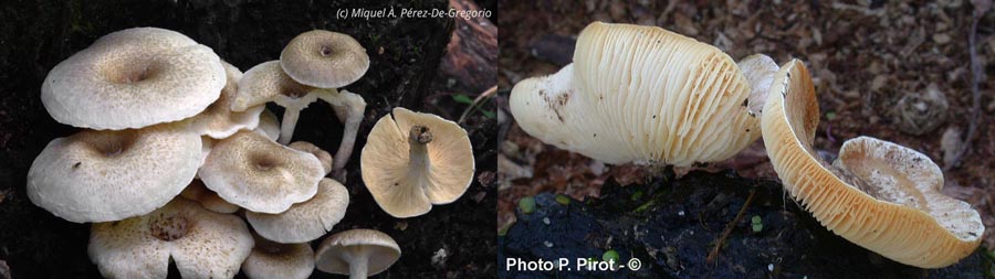 Lentinus tigrinus