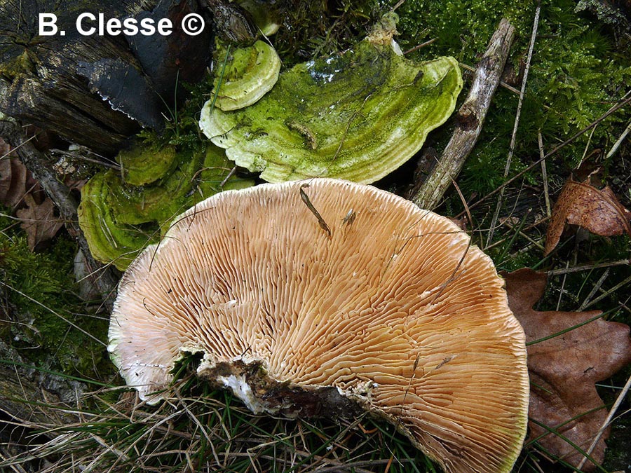 Trametes betulina (Lenzites betulina)