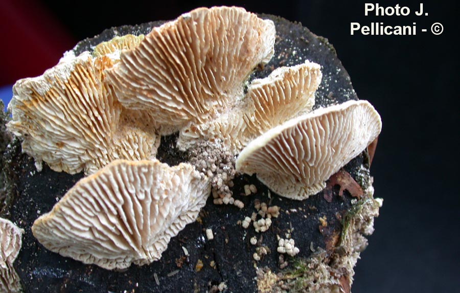 Trametes betulina (Lenzites betulina)