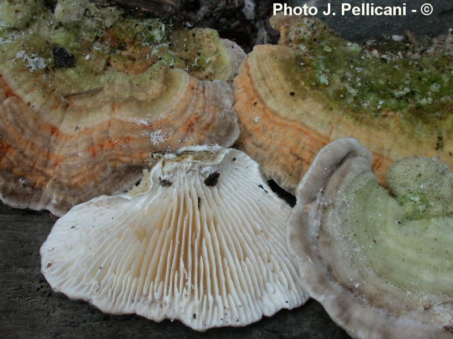 Trametes betulina (Lenzites betulina)