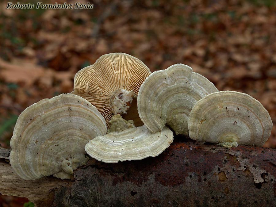 Trametes betulina (Lenzites betulina)