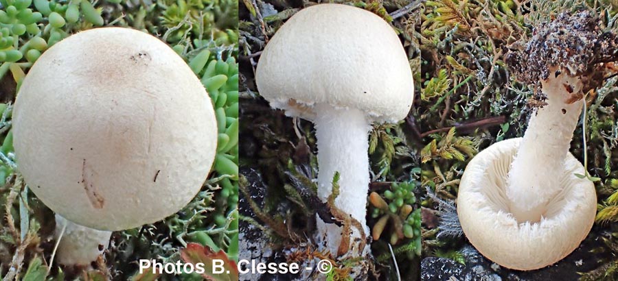 Lepiota alba