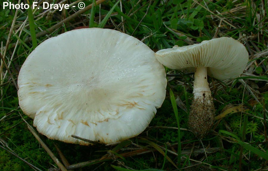 Lepiota alba