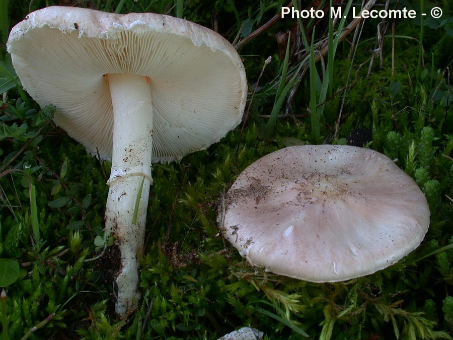 Lepiota alba