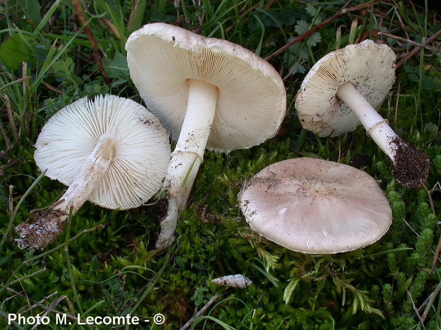 Lepiota alba