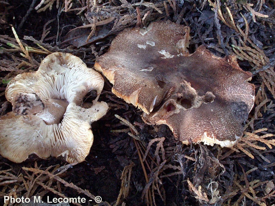 Lepiota andegavensis