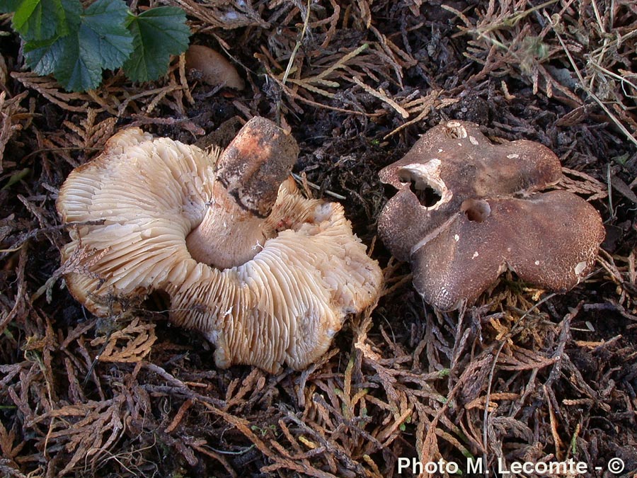 Lepiota andegavensis