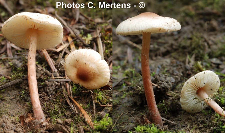 Lepiota apatelia