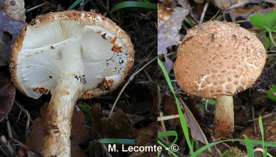 Lepiota aspera