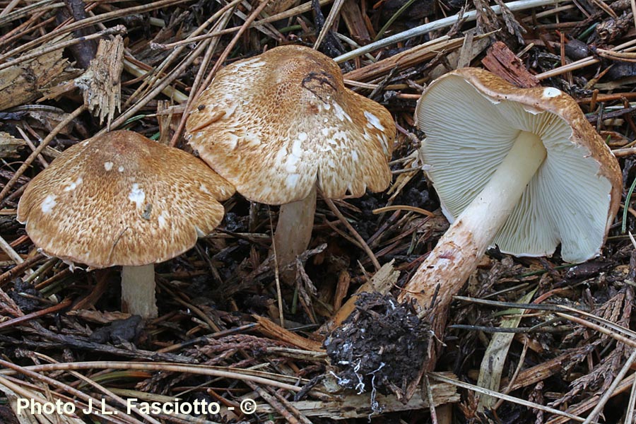 Lepiota boudieri