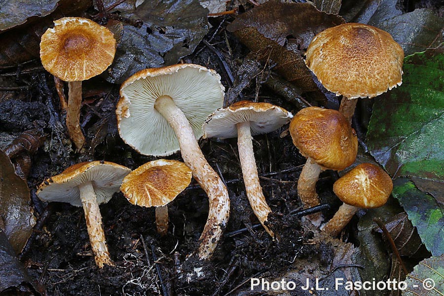 Lepiota boudieri