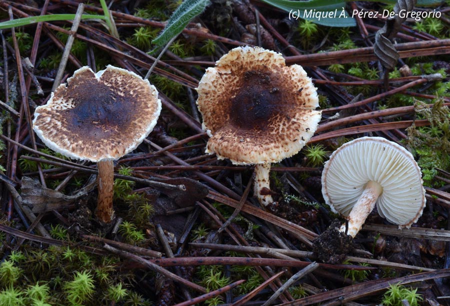 Lepiota castanea