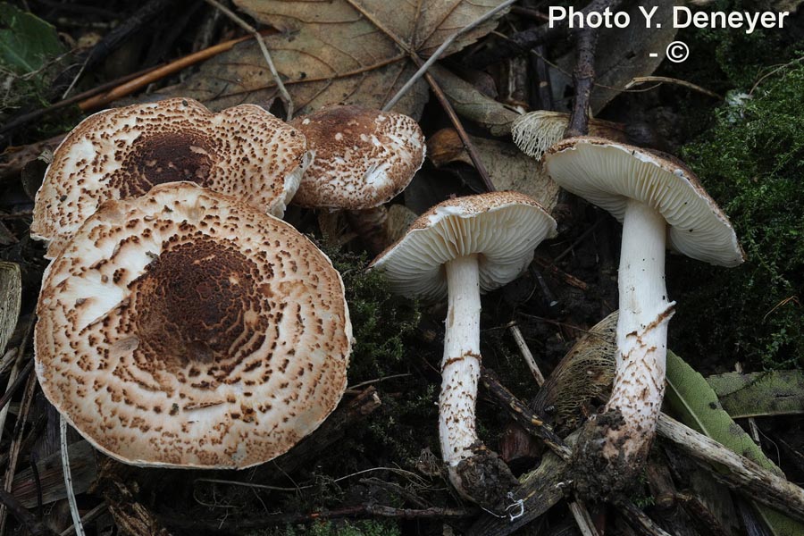 Lepiota cingulum