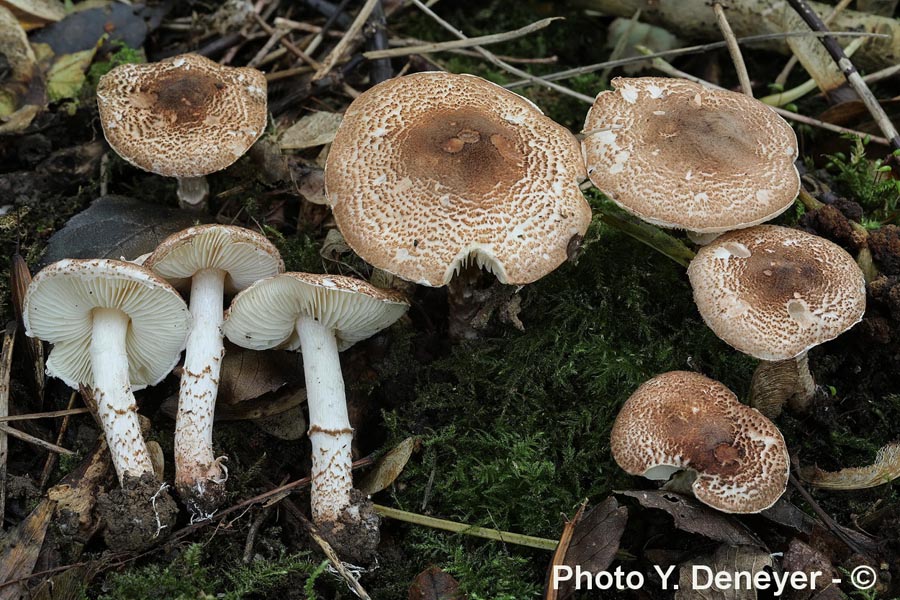 Lepiota cingulum