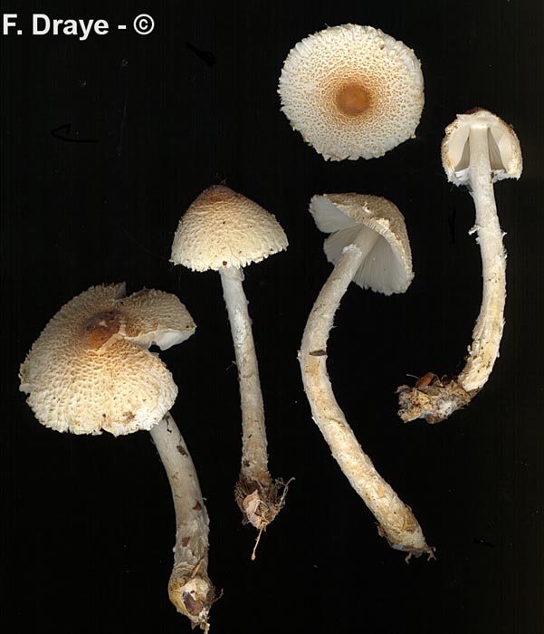 Lepiota clypeolaria