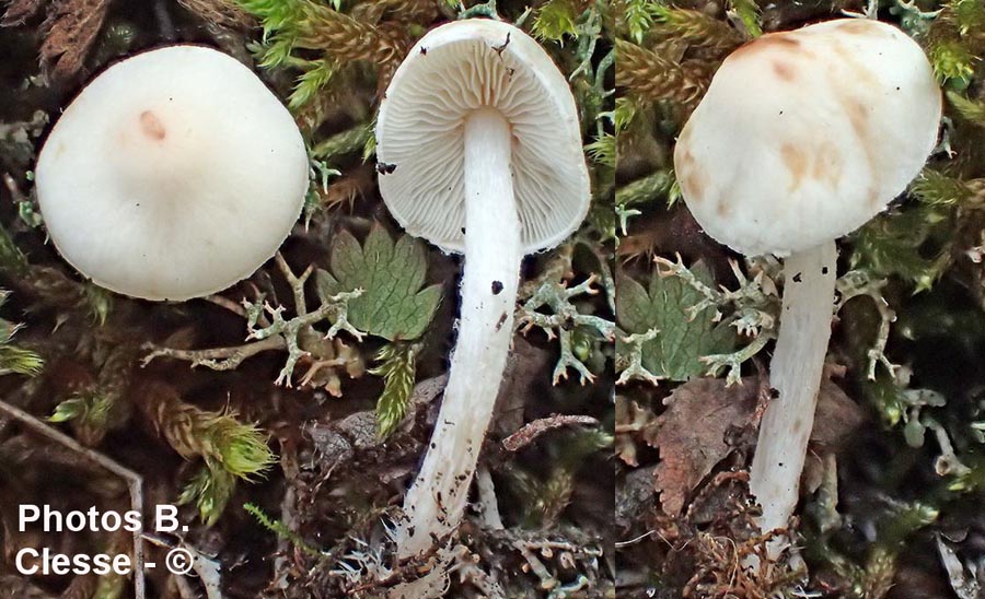 Lepiota coloratipes