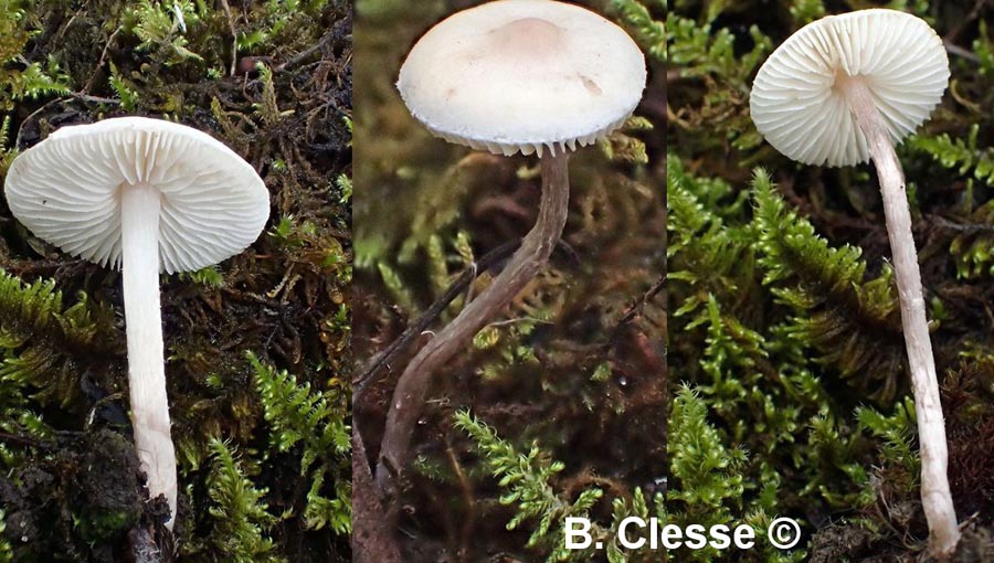 Lepiota coloratipes