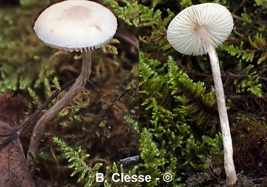 Lepiota coloratipes