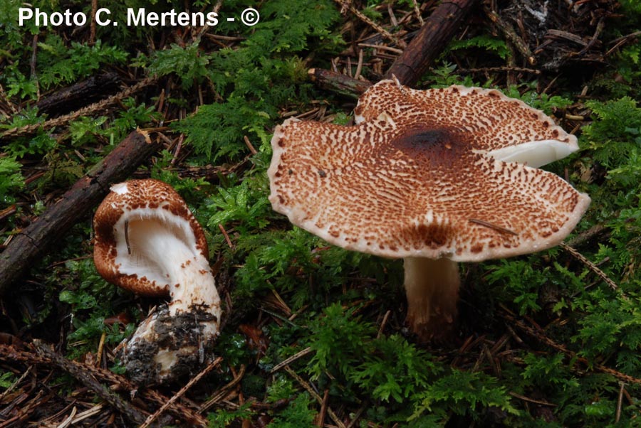 Lepiota cortinarius