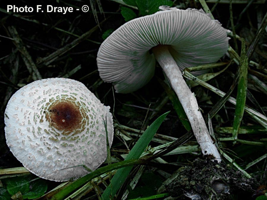 Lepiota cristata