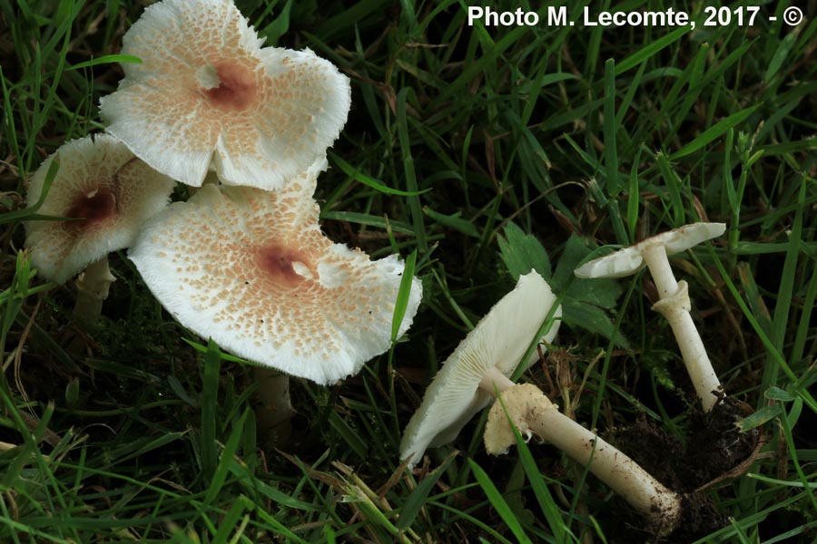 Lepiota cristata