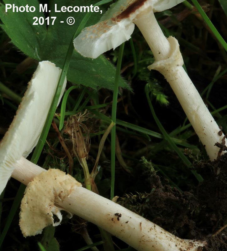 Lepiota cristata