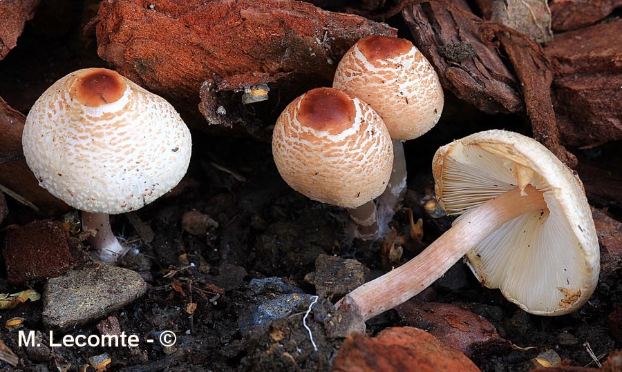 Lepiota cristata