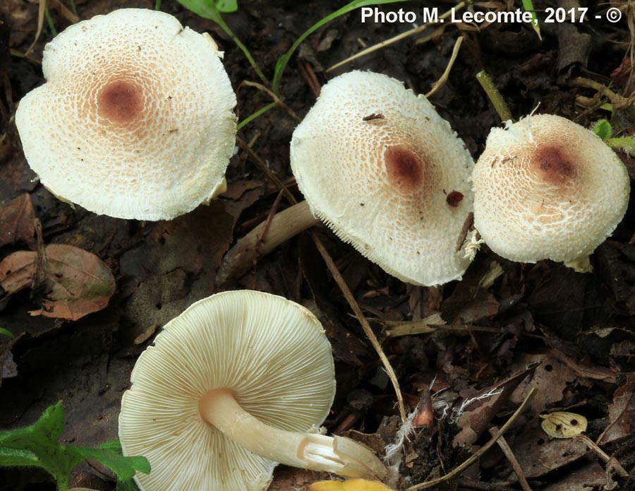 Lepiota cristata