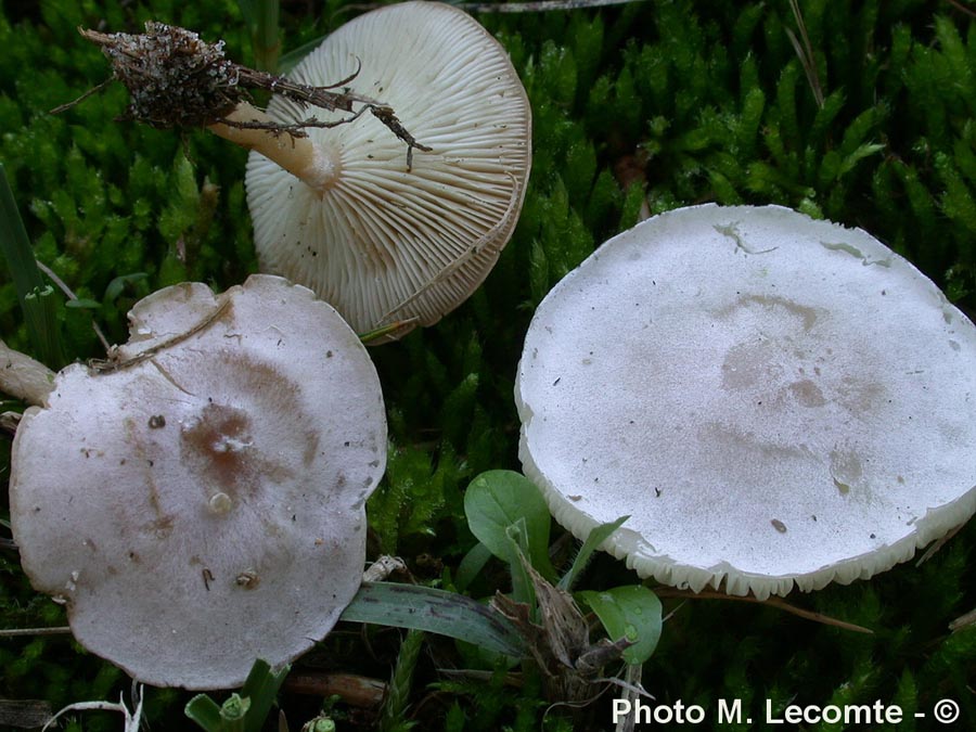 Lepiota dealbata