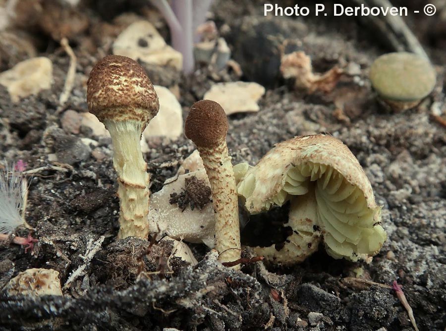 Lepiota elaiophylla