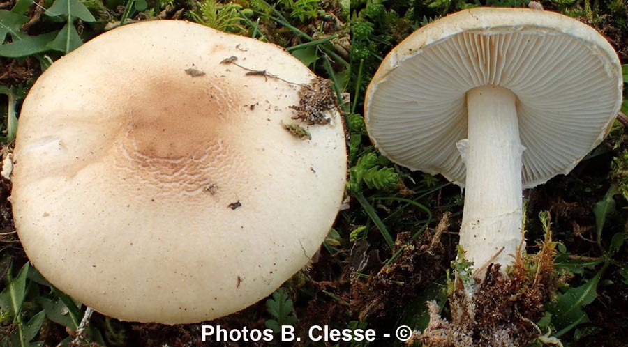 Lepiota erminea