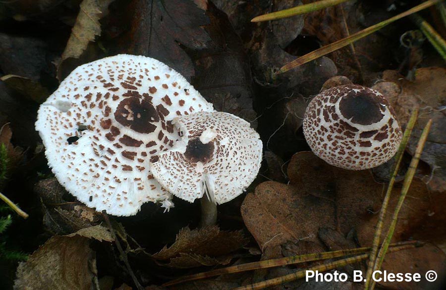 Lepiota felina