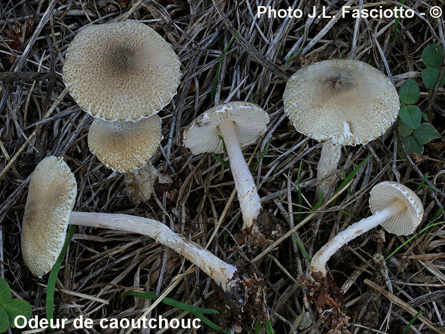 Lepiota forquignonii