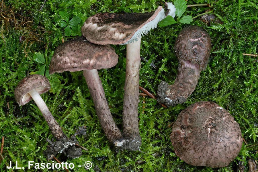 Lepiota fuscovinacea