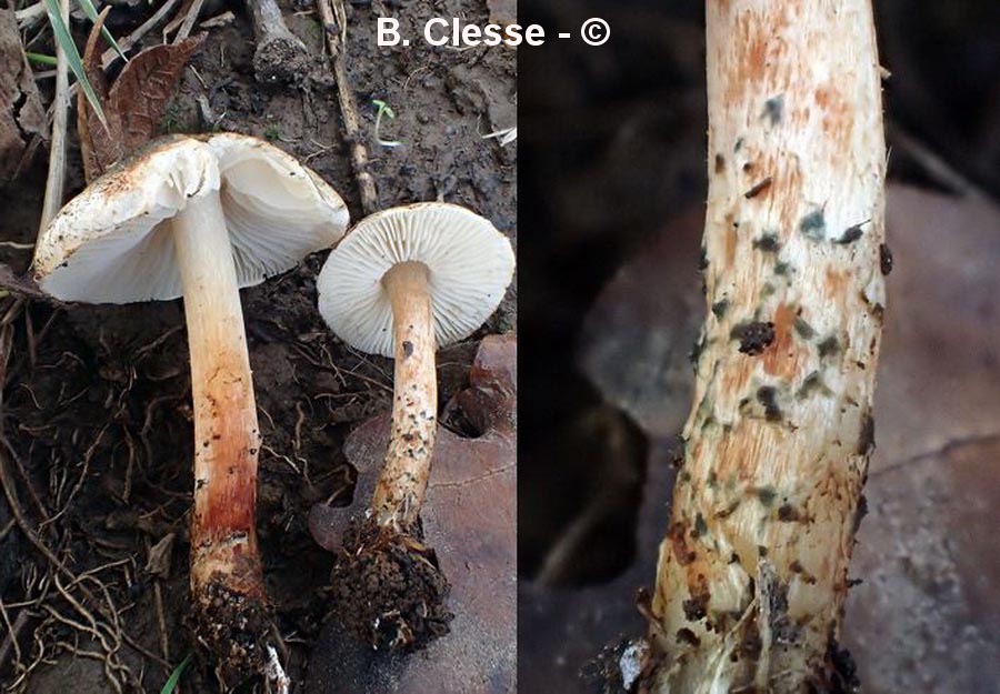 Lepiota grangei