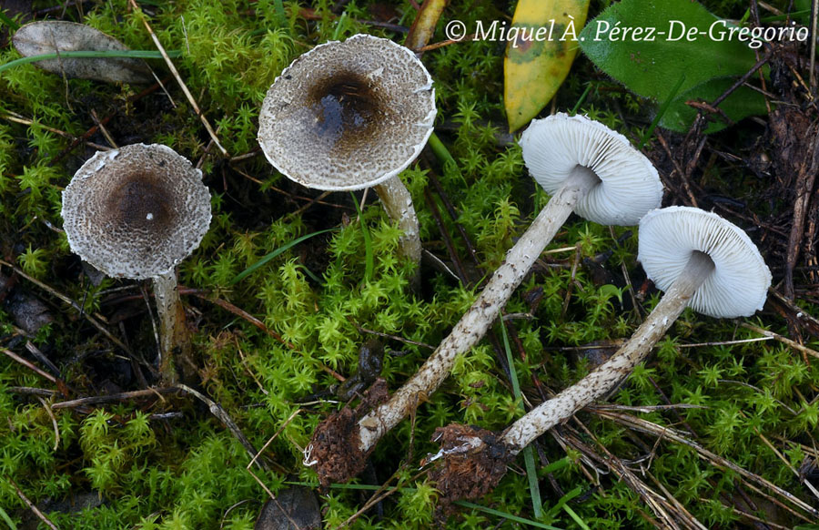 Lepiota griseovirens