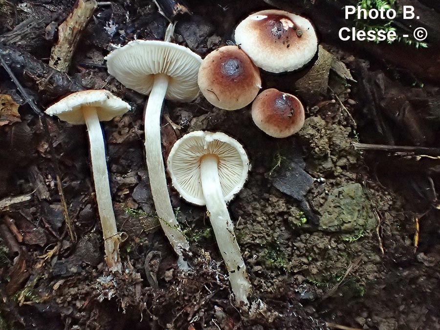 Lepiota hymenoderma