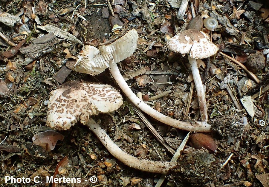 Lepiota hymenoderma