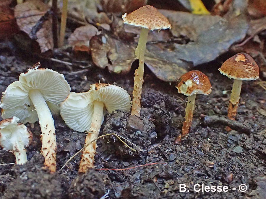 Lepiota ignipes