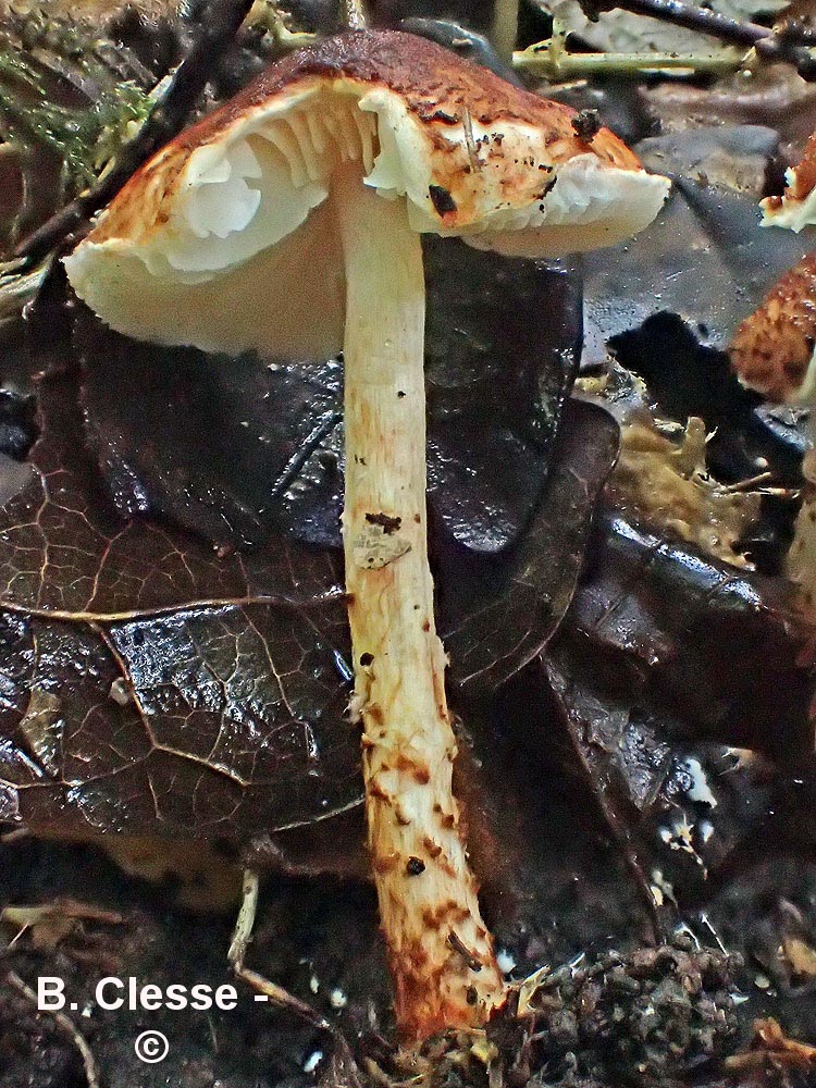 Lepiota ignipes