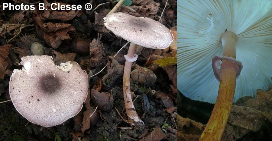 Lepiota ionidicolor