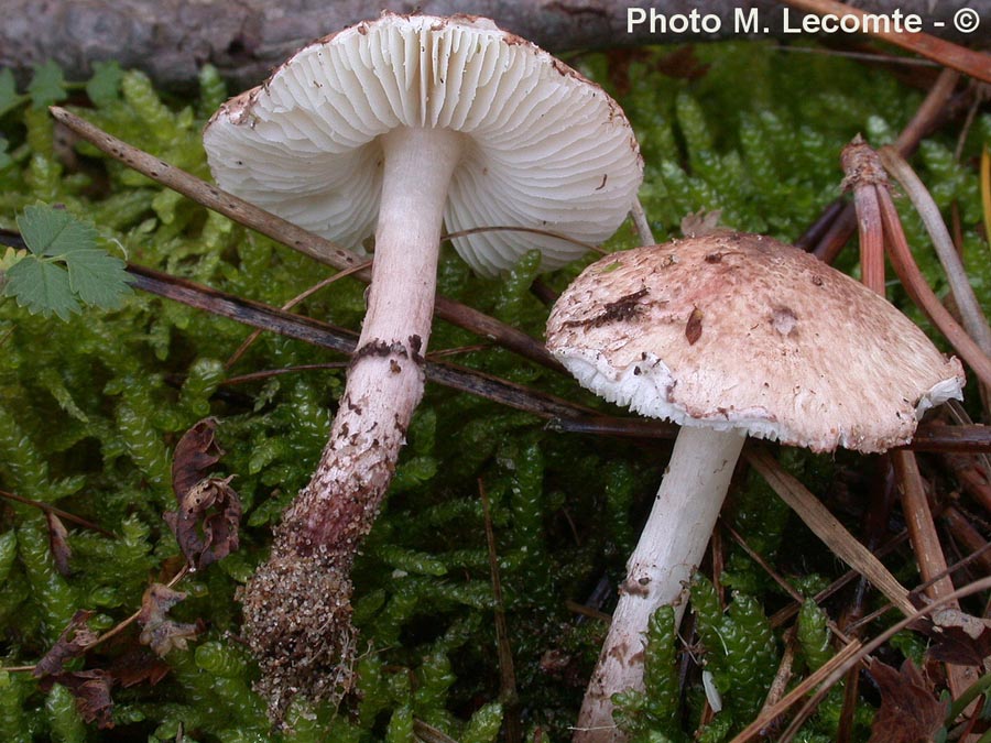 Lepiota josserandi