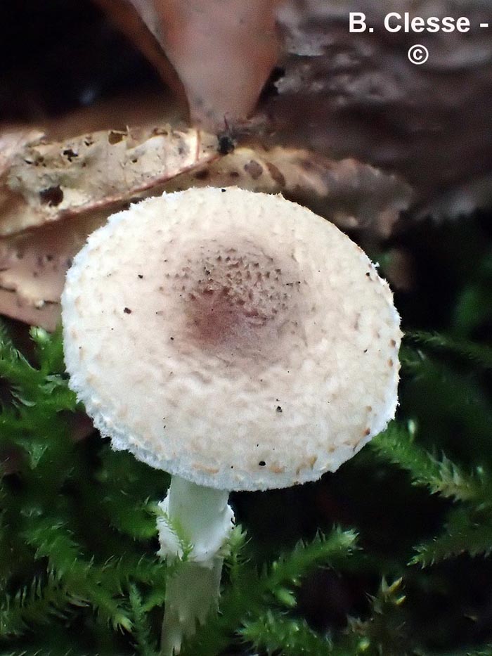 Lepiota kuehneriana (Lepiota wasseri)