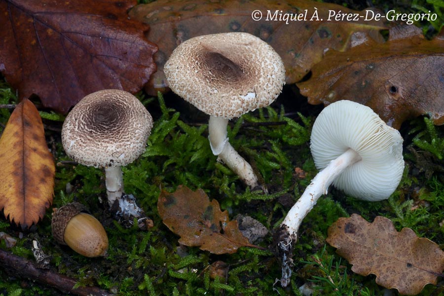 Lepiota kuhneriana