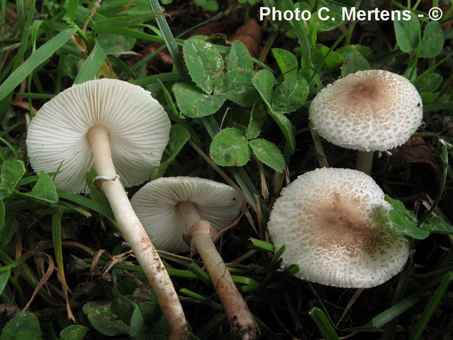 Lepiota lilacea