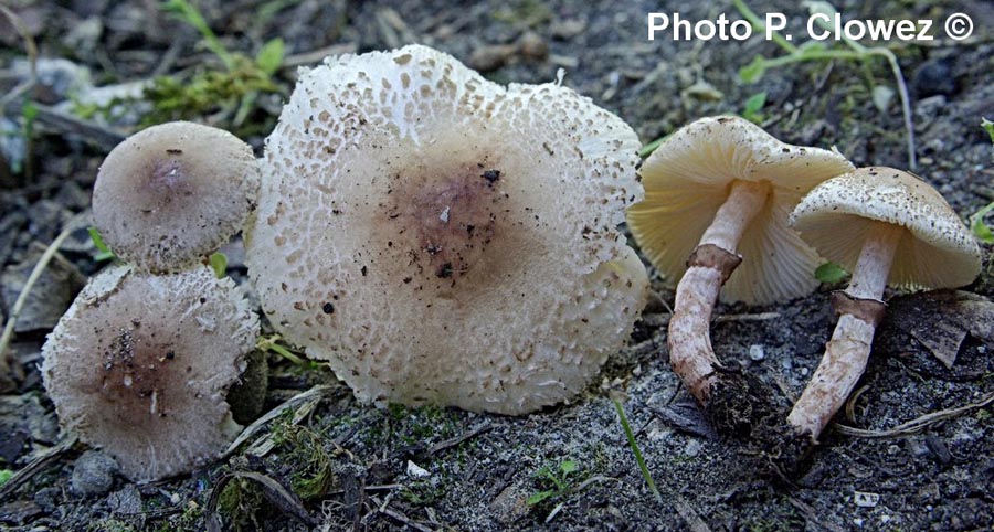 Lepiota lilacea