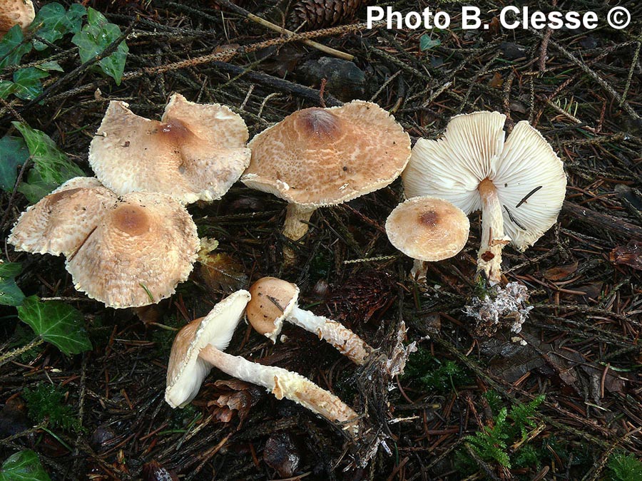 Lepiota magnispora