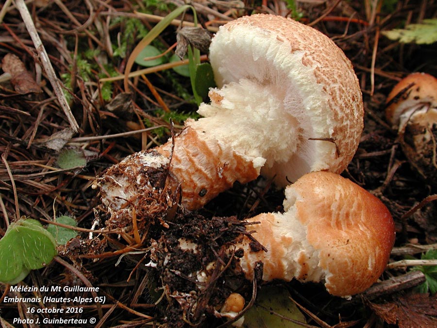 Lepiota magnispora