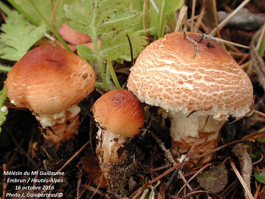 Lepiota magnispora