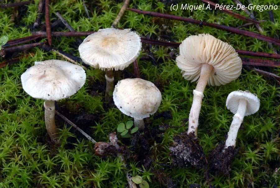 Lepiota nigrescentipes